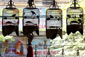 A white-eye bird owner hangs his bird cages at a cafe while listening to bird song A white-eye bird owner hangs his bird cages at a cafe while listening to bird song