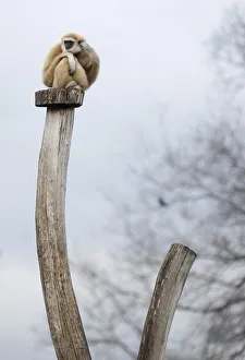 A white-handed gibbon sits atop tree trunk at Tiergarten Schoenbrunn Zoo in Vienna A white-handed gibbon sits atop tree trunk at Tiergarten Schoenbrunn Zoo in Vienna