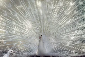 A white peacock displays its feathers in a bird park in Amman A white peacock displays its feathers in a bird park in Amman