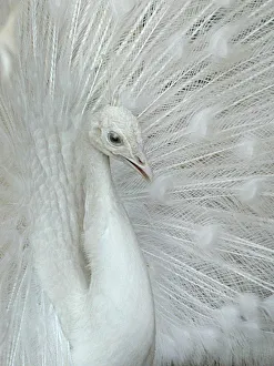 White peacock displays its white feathers in bird park in Amman White peacock displays its white feathers in bird park in Amman