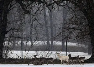 A white stag stands with his herd in a snow covered field in Moosrain near the lake A white stag stands with his herd in a snow covered field in Moosrain near the lake