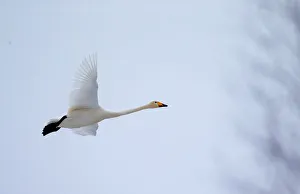 A whooping swan flies over forest in Republican landscape reserve Naliboksky near the A whooping swan flies over forest in Republican landscape reserve Naliboksky near the