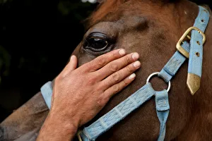 The Wider Image: Palestinians in East Jerusalem cherish their horses The Wider Image: Palestinians in East Jerusalem cherish their horses