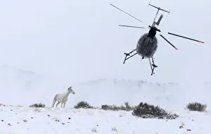 The Wider Image: Wild horse border patrol The Wider Image: Wild horse border patrol