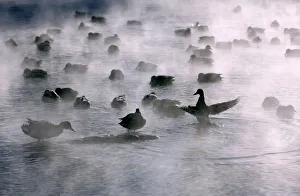 Wild ducks are seen on the Yenisei river near Krasnoyarsk Wild ducks are seen on the Yenisei river near Krasnoyarsk