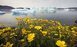 Wildflowers bloom on a hill overlooking a fjord near the south Greenland town of Narsaq Wildflowers bloom on a hill overlooking a fjord near the south Greenland town of Narsaq