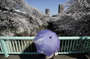 A woman holding a parasol looks at cherry blossoms in full bloom in Tokyo A woman holding a parasol looks at cherry blossoms in full bloom in Tokyo