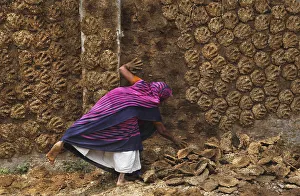 A woman pastes cow dung cakes on a wall for drying in Allahabad A woman pastes cow dung cakes on a wall for drying in Allahabad