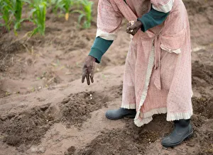 A woman plants maize in a communal vegetable garden in KwaNdengezi A woman plants maize in a communal vegetable garden in KwaNdengezi