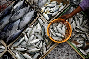 A woman shops for fish at Pabean fish market in Surabaya A woman shops for fish at Pabean fish market in Surabaya