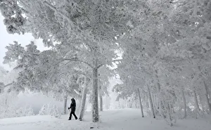 A woman walks in a forest outside the Siberian city of Krasnoyarsk A woman walks in a forest outside the Siberian city of Krasnoyarsk