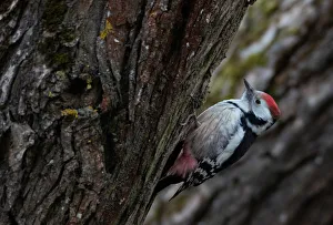 Woodpecker feeds on a tree on the outskirts of Minsk Woodpecker feeds on a tree on the outskirts of Minsk