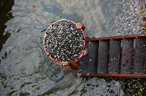 A worker climbs a ladder as he carries clam shells to be loaded onto a truck, on the A worker climbs a ladder as he carries clam shells to be loaded onto a truck, on the