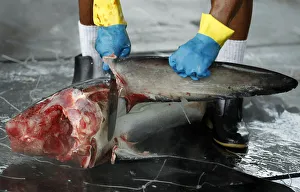 A worker cuts off a sharks fin at a private dock in Puntarenas A worker cuts off a sharks fin at a private dock in Puntarenas