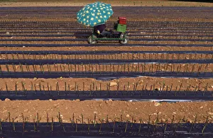 A worker sitting on a cart plants vines of Cabernet Sauvignon grapes in a field on the A worker sitting on a cart plants vines of Cabernet Sauvignon grapes in a field on the