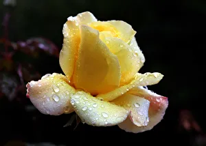 Yellow rose soaked in rain at Amman park Yellow rose soaked in rain at Amman park