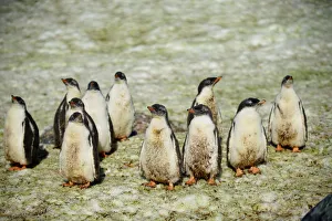 Young penguins gather on Curverville Island, Antarctica Young penguins gather on Curverville Island, Antarctica