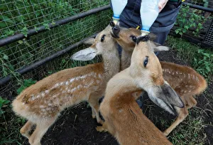 A zookeeper feeds Korzhik, Rogalik and Keksik, orphaned roe deer fawns A zookeeper feeds Korzhik, Rogalik and Keksik, orphaned roe deer fawns