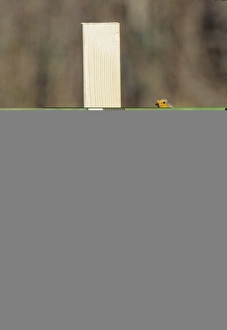 David Tipling Images Prints: 002022