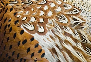 Images Dated 2006: David Tipling Print: Two Red Kites in Flight