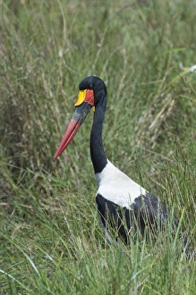 Prints of 002781 Black Stork Prints: Wildlife Print 002781