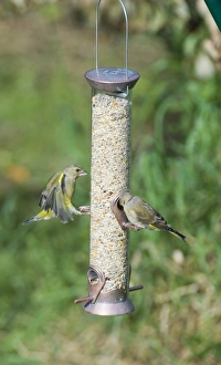Bird Feeding Station Prints: 002939