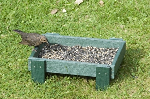 Bird Feeding Station Prints: 002979