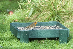 Bird Feeder Prints: 002983
