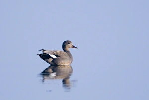 Serene Nature Scenes Prints: 003134