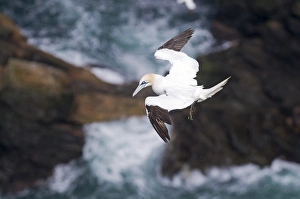 Gannet In Flight Prints: 003687