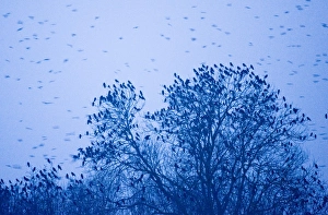 Soft Focus Nature Photography Prints: 003768