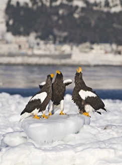 Arctic Wildlife Photography Prints: 004072