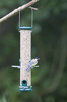 British Wildlife Images Online Prints: 004394