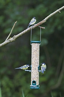 Bird Feeder Photos Prints: 004397