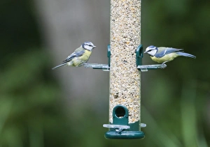 Wildlife Garden Photography Prints: 004399