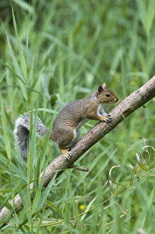 Eastern Gray Squirrel Prints: 004402