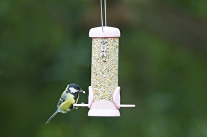 Bird Feeding Station Prints: 004403