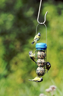 Bird Feeder Photography Prints: 004405
