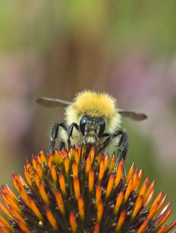 Bee Pollinating Flowers Prints: 004408