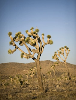 Mojave Desert Scenery Prints: 005218