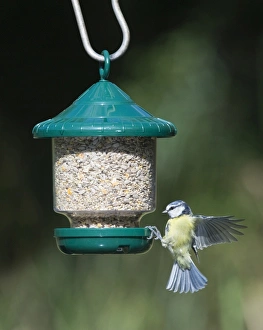 Avian Wildlife Photography Prints: 005647