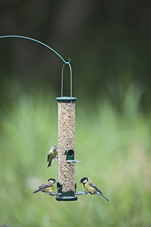Bird Feeder Prints: 005650