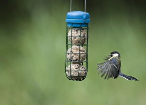Wildlife Photographer Prints: 005653