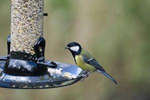 Bird Feeder Photos Prints: 005693