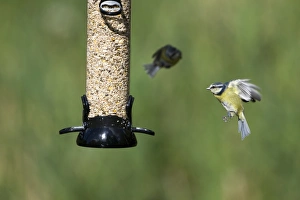 Bird Feeder Photography Prints: 005703