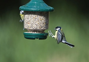 Bird Feeder Photography Prints: 005707