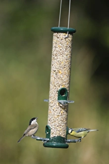 Parus Major Bird Species Prints: 005712
