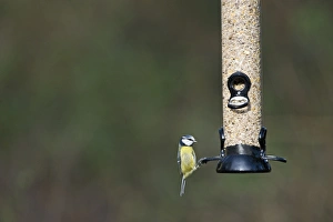 Bird Feeding Station Prints: 005789