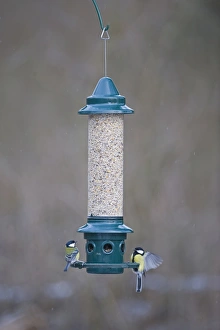 Wildlife Feeding Station Prints: 005867