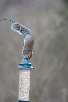 Urban Squirrel Behavior Prints: 005871